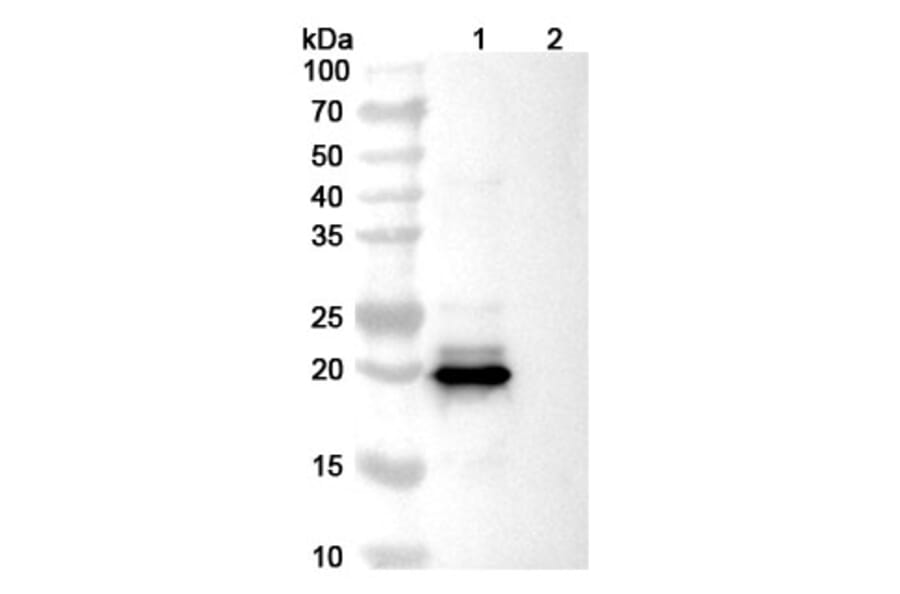 SDS-PAGE - Dazukibart Biosimilar - Anti-IFN beta Antibody - BSA and Azide free (A340457) - Antibodies.com
