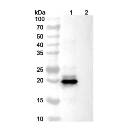 SDS-PAGE - Dazukibart Biosimilar - Anti-IFN beta Antibody - BSA and Azide free (A340457) - Antibodies.com