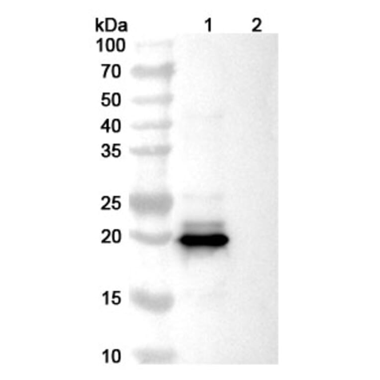 SDS-PAGE - Dazukibart Biosimilar - Anti-IFN beta Antibody - BSA and Azide free (A340457) - Antibodies.com