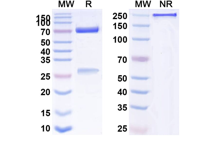 SDS-PAGE - Dazukibart Biosimilar - Anti-IFN beta Antibody - BSA and Azide free (A340457) - Antibodies.com