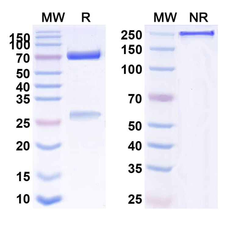 SDS-PAGE - Dazukibart Biosimilar - Anti-IFN beta Antibody - BSA and Azide free (A340457) - Antibodies.com
