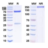 SDS-PAGE - Dazukibart Biosimilar - Anti-IFN beta Antibody - BSA and Azide free (A340457) - Antibodies.com
