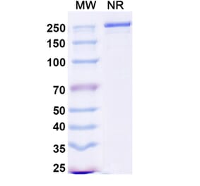 SDS-PAGE - Duvakitug Biosimilar - Anti-TL1A Antibody - BSA and Azide free (A340458) - Antibodies.com