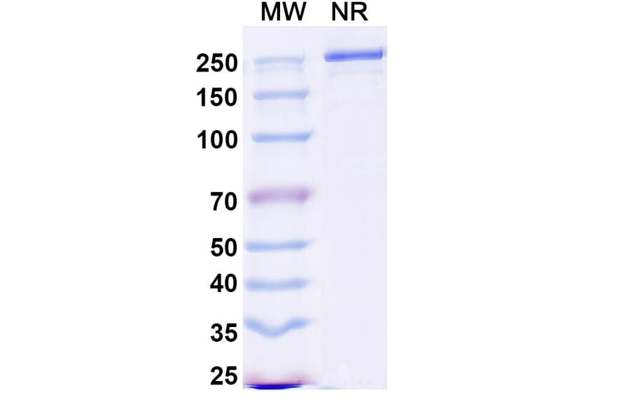 SDS-PAGE - Duvakitug Biosimilar - Anti-TL1A Antibody - BSA and Azide free (A340458) - Antibodies.com