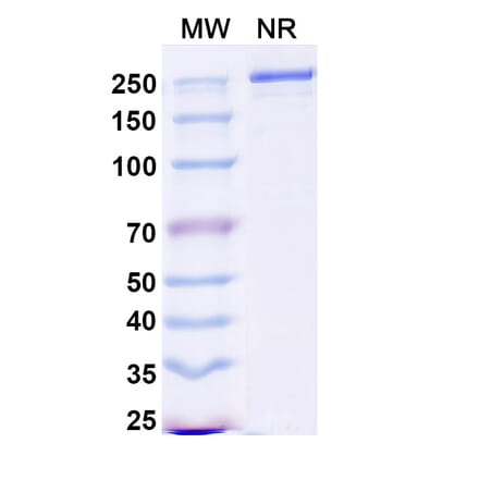 SDS-PAGE - Duvakitug Biosimilar - Anti-TL1A Antibody - BSA and Azide free (A340458) - Antibodies.com