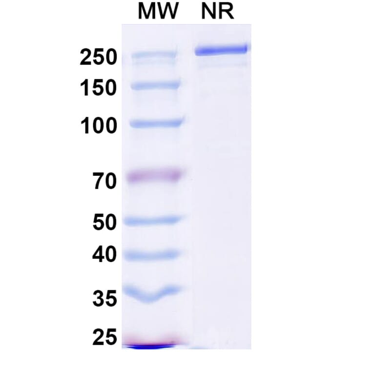 SDS-PAGE - Duvakitug Biosimilar - Anti-TL1A Antibody - BSA and Azide free (A340458) - Antibodies.com