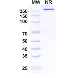 SDS-PAGE - Enlonstobart Biosimilar - Anti-PD 1 Antibody - BSA and Azide free (A340459) - Antibodies.com