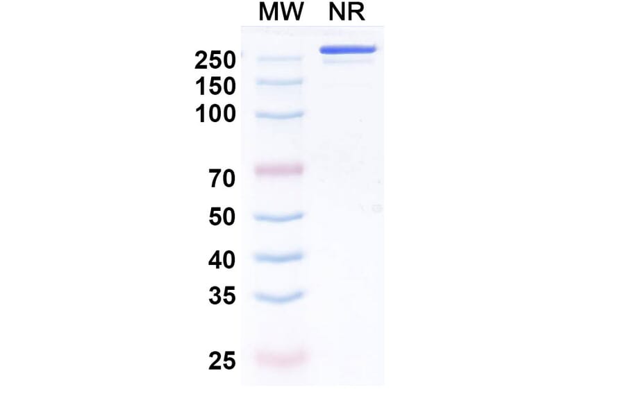 SDS-PAGE - Enlonstobart Biosimilar - Anti-PD 1 Antibody - BSA and Azide free (A340459) - Antibodies.com