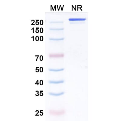 SDS-PAGE - Enlonstobart Biosimilar - Anti-PD 1 Antibody - BSA and Azide free (A340459) - Antibodies.com