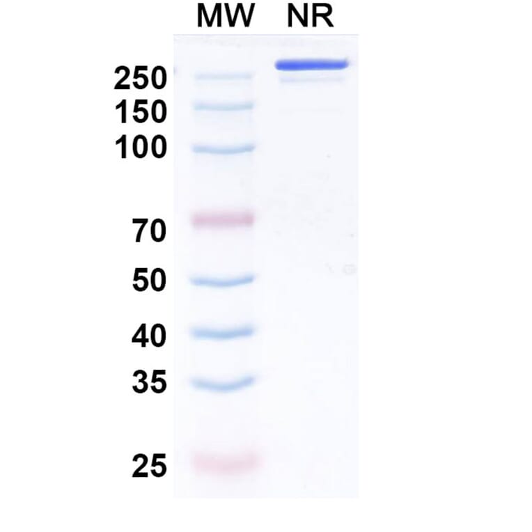 SDS-PAGE - Enlonstobart Biosimilar - Anti-PD 1 Antibody - BSA and Azide free (A340459) - Antibodies.com