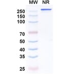 SDS-PAGE - Enlonstobart Biosimilar - Anti-PD 1 Antibody - BSA and Azide free (A340459) - Antibodies.com