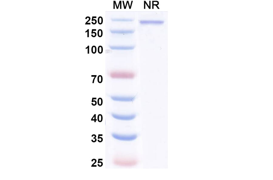 SDS-PAGE - Enlonstobart Biosimilar - Anti-PD 1 Antibody - BSA and Azide free (A340459) - Antibodies.com