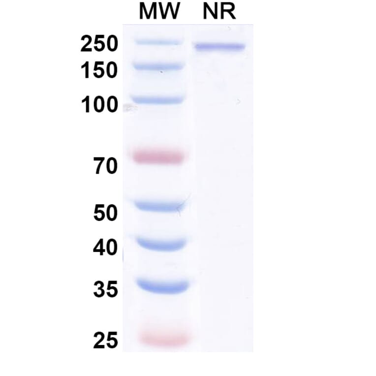SDS-PAGE - Enlonstobart Biosimilar - Anti-PD 1 Antibody - BSA and Azide free (A340459) - Antibodies.com