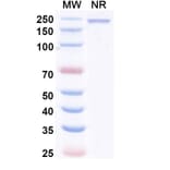 SDS-PAGE - Enlonstobart Biosimilar - Anti-PD 1 Antibody - BSA and Azide free (A340459) - Antibodies.com