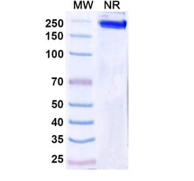 SDS-PAGE - Ersodetug Biosimilar - Anti-Insulin Receptor Antibody - BSA and Azide free (A340460) - Antibodies.com