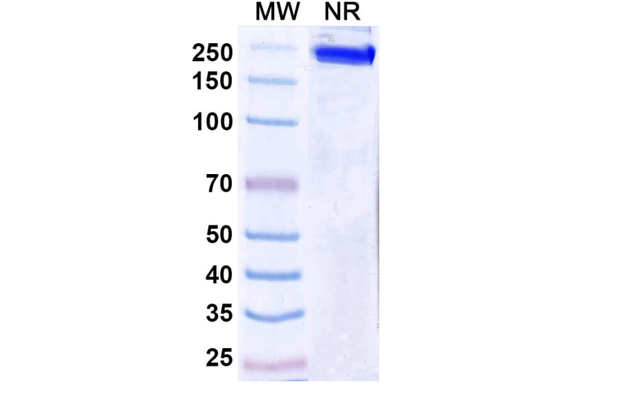 SDS-PAGE - Ersodetug Biosimilar - Anti-Insulin Receptor Antibody - BSA and Azide free (A340460) - Antibodies.com