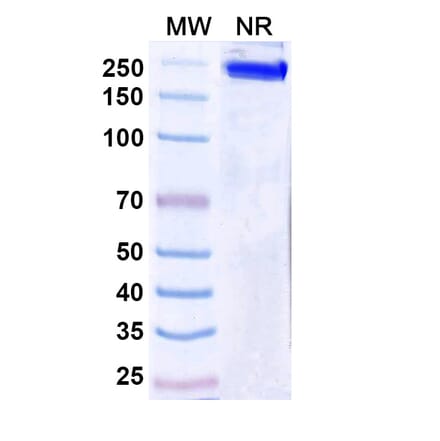 SDS-PAGE - Ersodetug Biosimilar - Anti-Insulin Receptor Antibody - BSA and Azide free (A340460) - Antibodies.com
