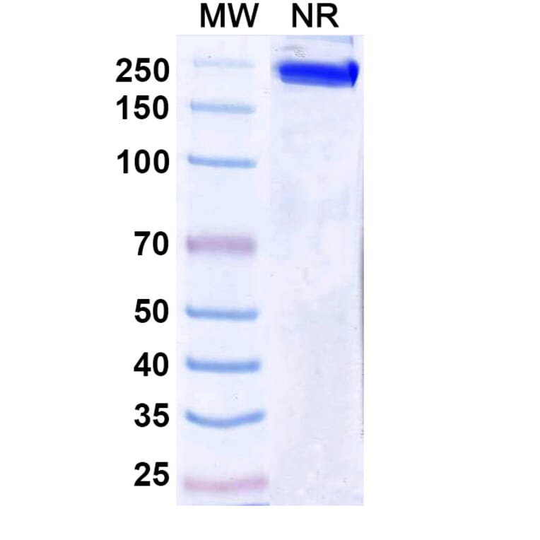 SDS-PAGE - Ersodetug Biosimilar - Anti-Insulin Receptor Antibody - BSA and Azide free (A340460) - Antibodies.com