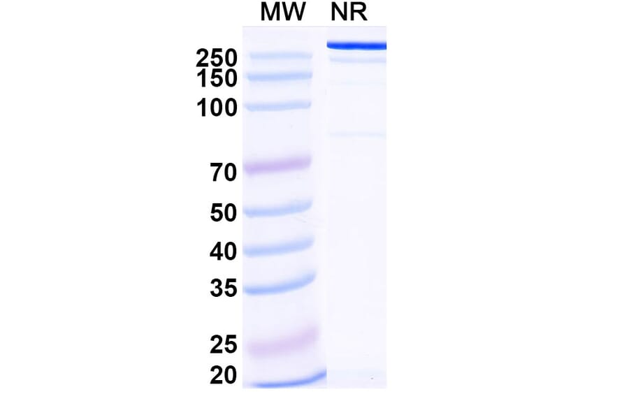 SDS-PAGE - Ersodetug Biosimilar - Anti-Insulin Receptor Antibody - BSA and Azide free (A340460) - Antibodies.com