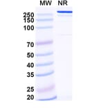 SDS-PAGE - Ersodetug Biosimilar - Anti-Insulin Receptor Antibody - BSA and Azide free (A340460) - Antibodies.com