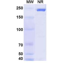 SDS-PAGE - Erzotabart Biosimilar - Anti-CD38 Antibody - BSA and Azide free (A340461) - Antibodies.com