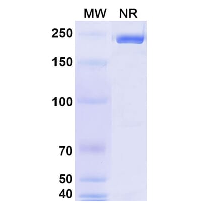 SDS-PAGE - Erzotabart Biosimilar - Anti-CD38 Antibody - BSA and Azide free (A340461) - Antibodies.com