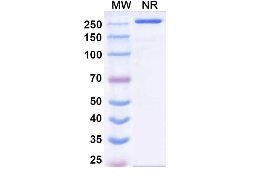 SDS-PAGE - Erzotabart Biosimilar - Anti-CD38 Antibody - BSA and Azide free (A340461) - Antibodies.com