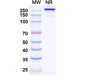 SDS-PAGE - Eurestobart Biosimilar - Anti-CD39 Antibody - BSA and Azide free (A340462) - Antibodies.com