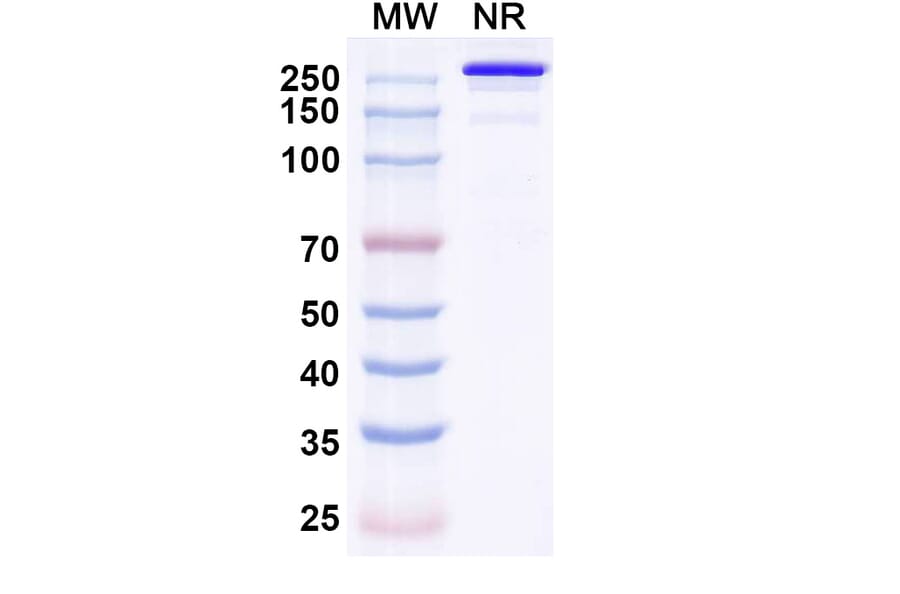 SDS-PAGE - Eurestobart Biosimilar - Anti-CD39 Antibody - BSA and Azide free (A340462) - Antibodies.com