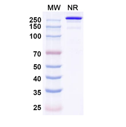 SDS-PAGE - Eurestobart Biosimilar - Anti-CD39 Antibody - BSA and Azide free (A340462) - Antibodies.com