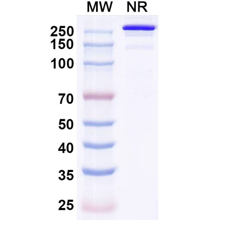 SDS-PAGE - Eurestobart Biosimilar - Anti-CD39 Antibody - BSA and Azide free (A340462) - Antibodies.com