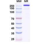 SDS-PAGE - Eurestobart Biosimilar - Anti-CD39 Antibody - BSA and Azide free (A340462) - Antibodies.com