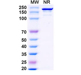 SDS-PAGE - Falbikitug Biosimilar - Anti-LIF Antibody - BSA and Azide free (A340463) - Antibodies.com