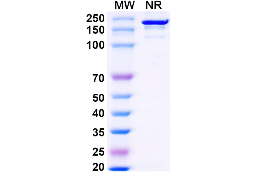 SDS-PAGE - Falbikitug Biosimilar - Anti-LIF Antibody - BSA and Azide free (A340463) - Antibodies.com