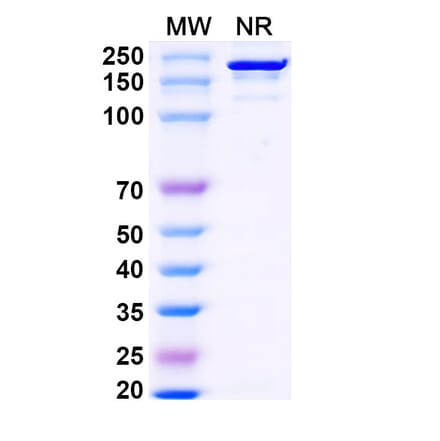 SDS-PAGE - Falbikitug Biosimilar - Anti-LIF Antibody - BSA and Azide free (A340463) - Antibodies.com