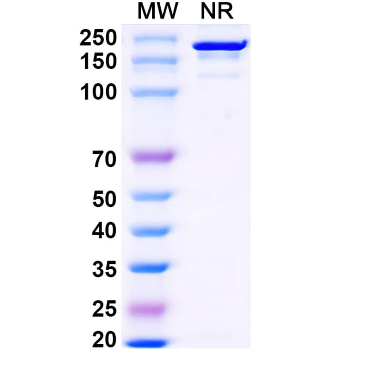 SDS-PAGE - Falbikitug Biosimilar - Anti-LIF Antibody - BSA and Azide free (A340463) - Antibodies.com