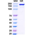 SDS-PAGE - Falbikitug Biosimilar - Anti-LIF Antibody - BSA and Azide free (A340463) - Antibodies.com