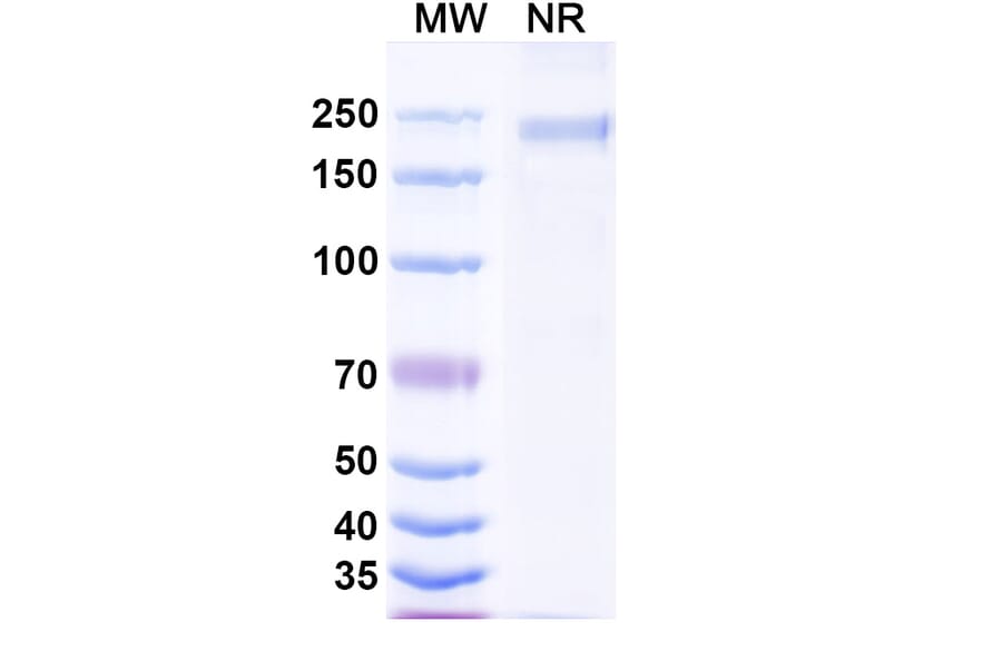 SDS-PAGE - Falbikitug Biosimilar - Anti-LIF Antibody - BSA and Azide free (A340463) - Antibodies.com