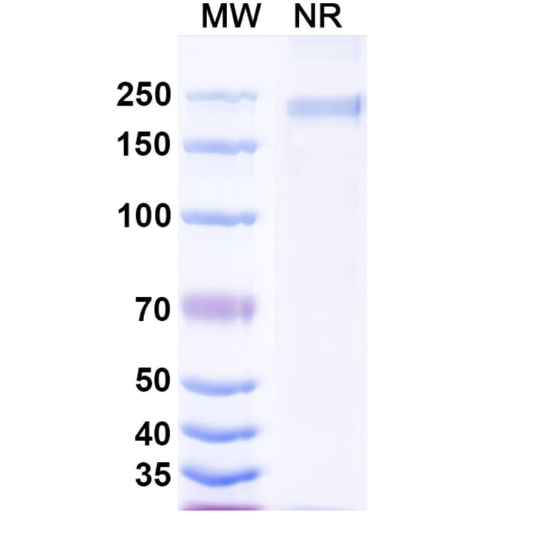 SDS-PAGE - Falbikitug Biosimilar - Anti-LIF Antibody - BSA and Azide free (A340463) - Antibodies.com