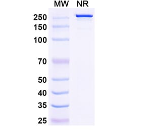 SDS-PAGE - Firastotug Biosimilar - Anti-CTLA-4 Antibody - BSA and Azide free (A340464) - Antibodies.com