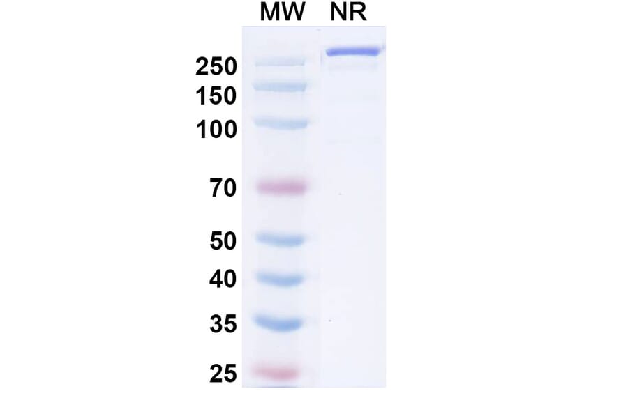 SDS-PAGE - Muzastotug Biosimilar - Anti-CTLA-4 Antibody - BSA and Azide free (A340466) - Antibodies.com