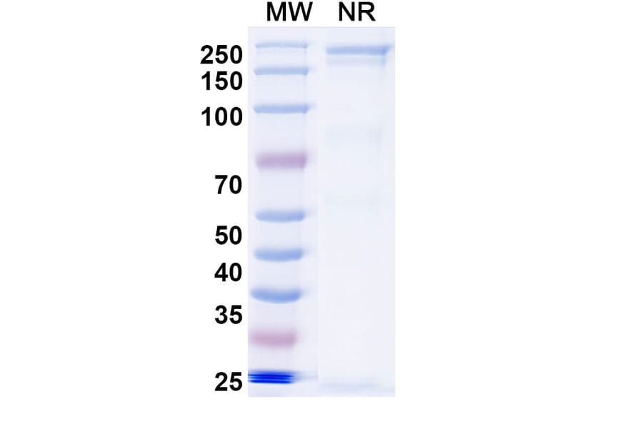 SDS-PAGE - Sovipostobart Biosimilar - Anti-CTLA-4 Antibody - BSA and Azide free (A340467) - Antibodies.com