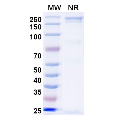SDS-PAGE - Sovipostobart Biosimilar - Anti-CTLA-4 Antibody - BSA and Azide free (A340467) - Antibodies.com