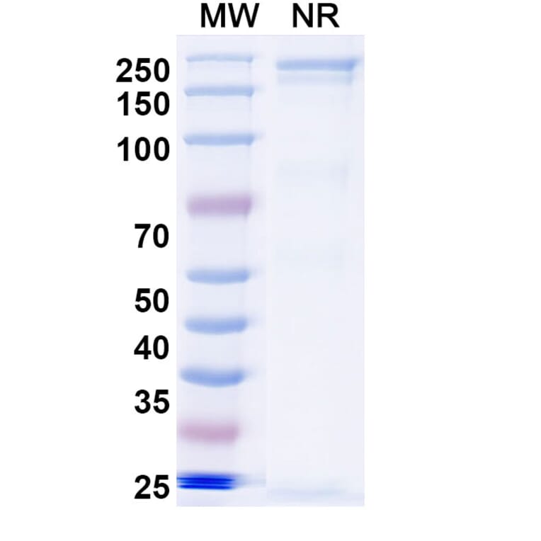 SDS-PAGE - Sovipostobart Biosimilar - Anti-CTLA-4 Antibody - BSA and Azide free (A340467) - Antibodies.com
