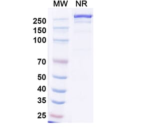 SDS-PAGE - Iluzanebart Biosimilar - Anti-TREM2 Antibody - BSA and Azide free (A340468) - Antibodies.com