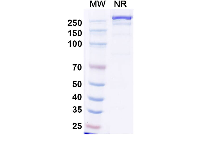 SDS-PAGE - Iluzanebart Biosimilar - Anti-TREM2 Antibody - BSA and Azide free (A340468) - Antibodies.com