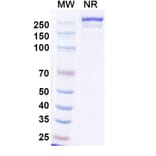 SDS-PAGE - Iluzanebart Biosimilar - Anti-TREM2 Antibody - BSA and Azide free (A340468) - Antibodies.com