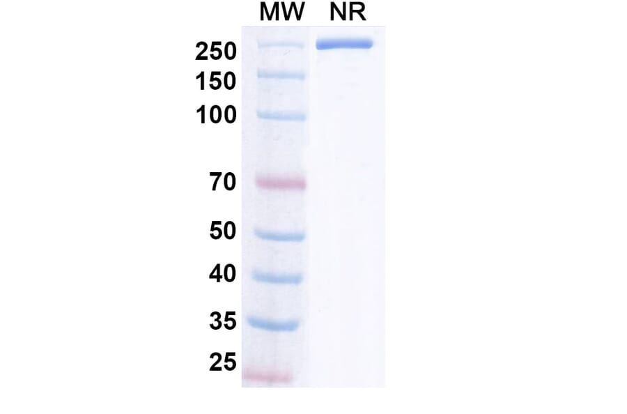 SDS-PAGE - Iluzanebart Biosimilar - Anti-TREM2 Antibody - BSA and Azide free (A340468) - Antibodies.com