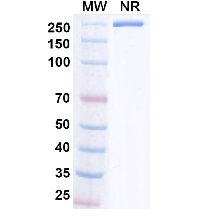 SDS-PAGE - Iluzanebart Biosimilar - Anti-TREM2 Antibody - BSA and Azide free (A340468) - Antibodies.com