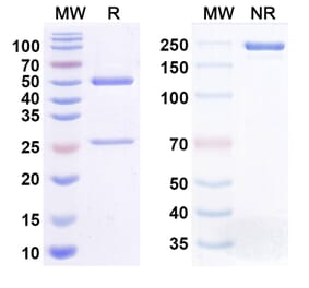 SDS-PAGE - Lixudebart Biosimilar - Anti-Claudin 1 Antibody - BSA and Azide free (A340470) - Antibodies.com